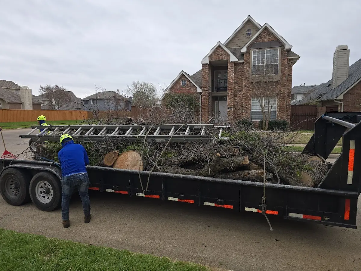 Expert Tree Pest Control with proper safety equipment in Milo